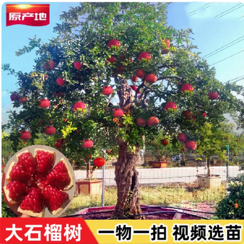 特大石榴树带土球庭院大石榴老桩