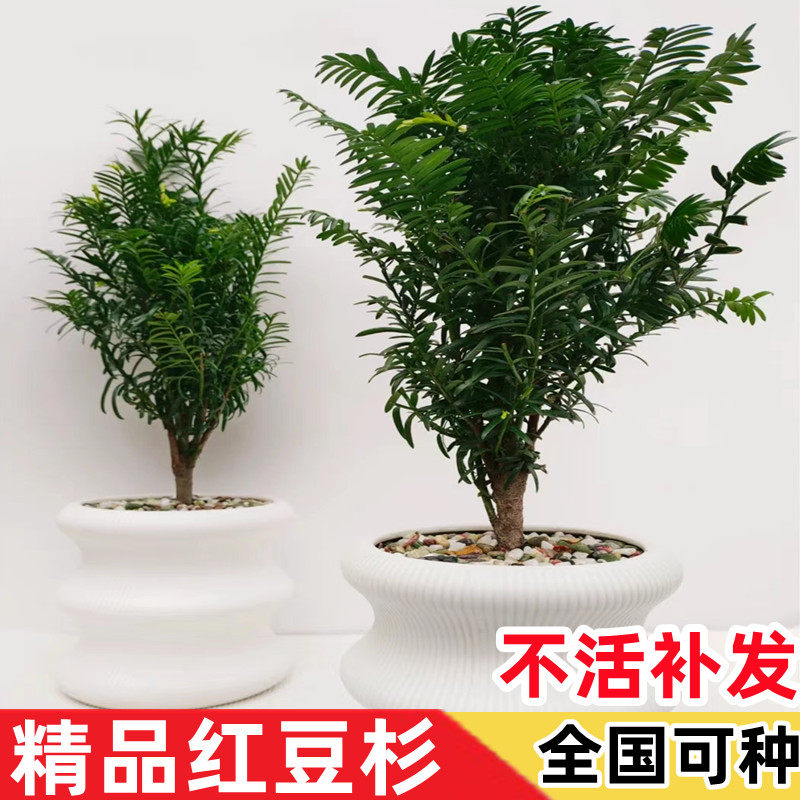 正宗南方红豆杉树苗带果曼地亚办桌面绿植