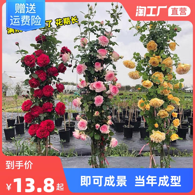 【1米6大苗】蔷薇花苗藤本月季特大花爬藤植物四季开花卉盆栽玫瑰