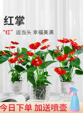 红掌白掌盆栽室内水培鸿运当头一帆风顺植物四季开花绿植好养花卉