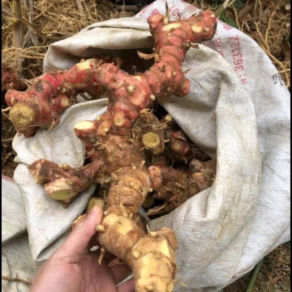 南姜现挖广西新鲜1斤3斤5斤装野生山姜羊肉牛肉火锅去膻调味调料
