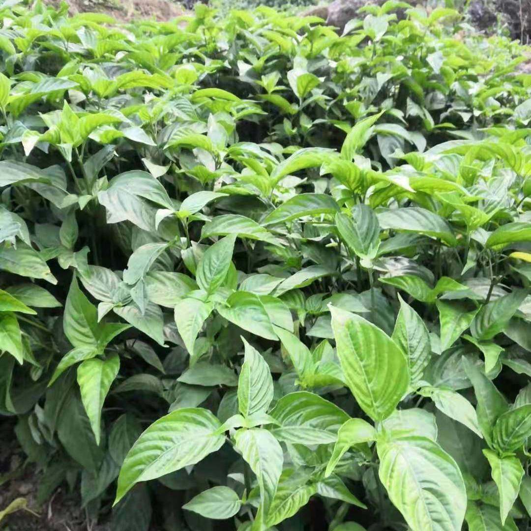 新鲜紫蓝草植物广西五色糯米饭紫色花米饭植物染料紫蓝草150g包邮
