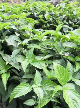 新鲜紫蓝草植物广西五色糯米饭紫色花米饭植物染料紫蓝草150g包邮