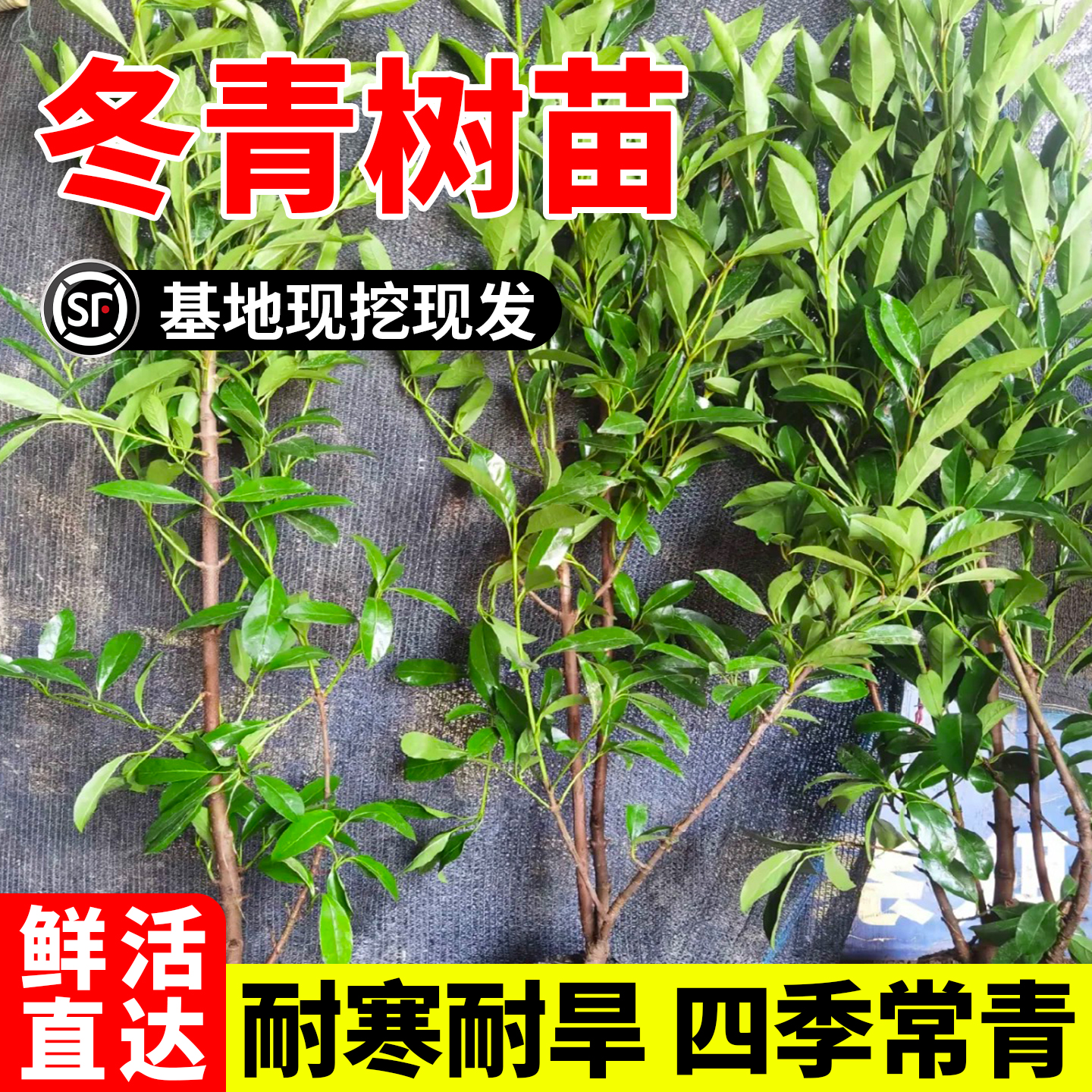 冬青树苗法国北海道黄杨直立篱笆