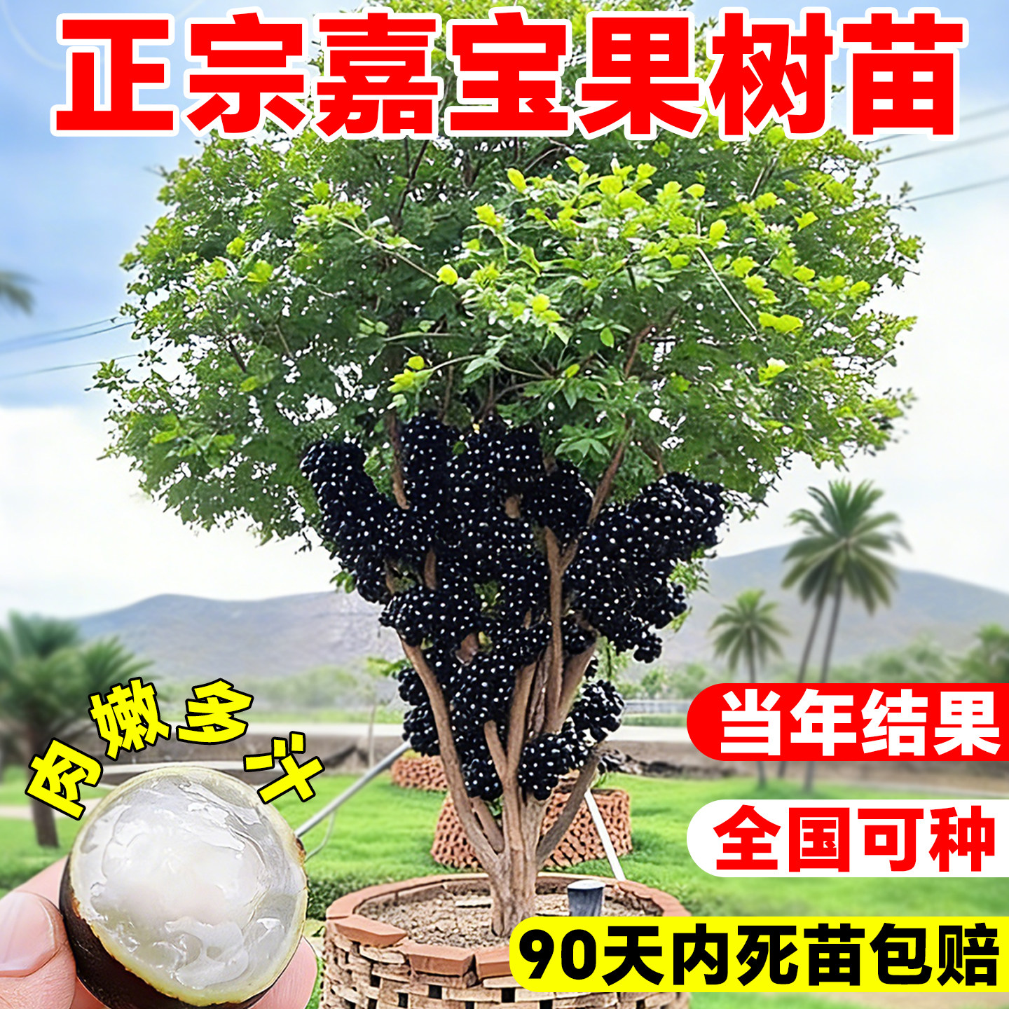 正宗嘉宝果树苗特大嫁接当年结果