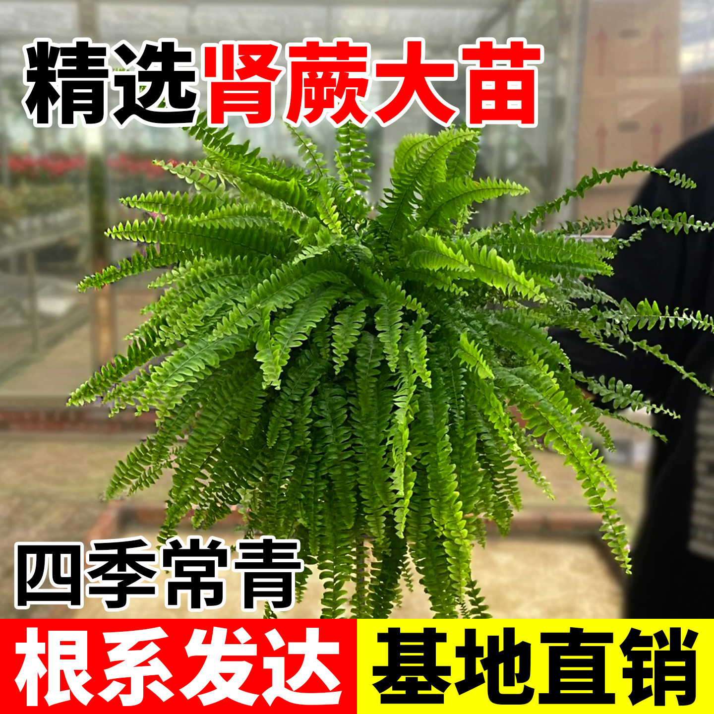 肾蕨盆栽室内鸟巢富贵彩虹蕨
