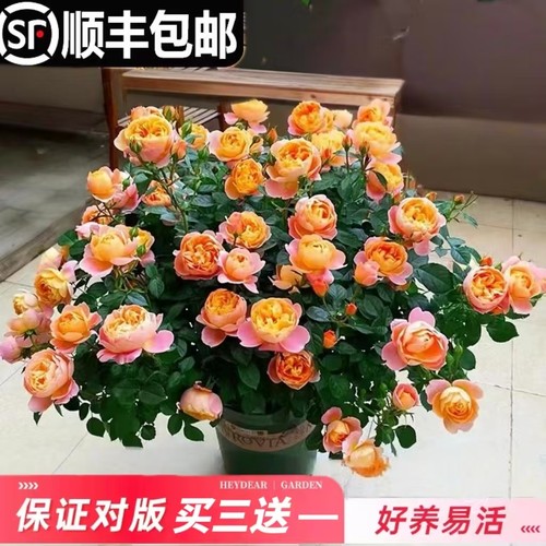 喜栽月季花苗四季花卉