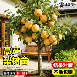 特大秋月梨树果苗果树大树砀山梨皇冠翠冠嫁接南北方四季种植庭院