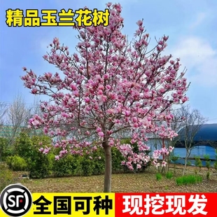 玉兰花树苗带花苞红白紫广玉兰室外庭院四季花卉盆栽绿化耐寒大树