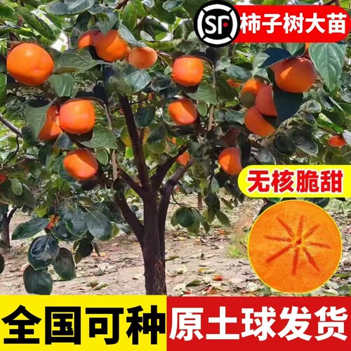 柿子落叶南北方种植当年结果
