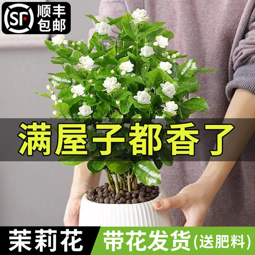茉莉花盆栽花卉植物室内重瓣虎头茉莉花苗带花苞多季开花浓香好养