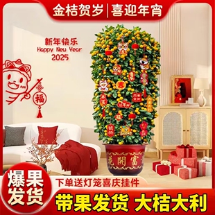 金桔树盆栽带果年桔可食用橘子树苗四季新年绿植物室内客厅年宵花