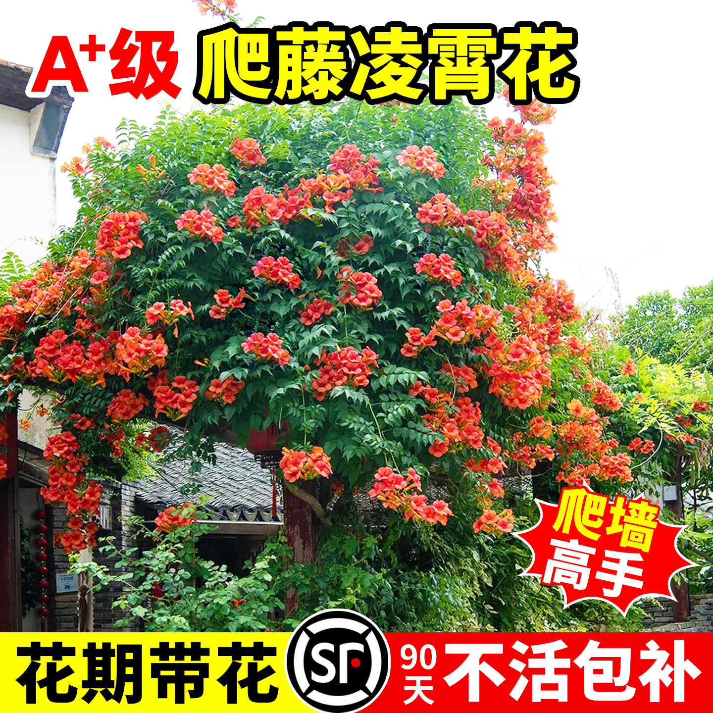 美国进口凌霄花苗盆栽庭院绿化