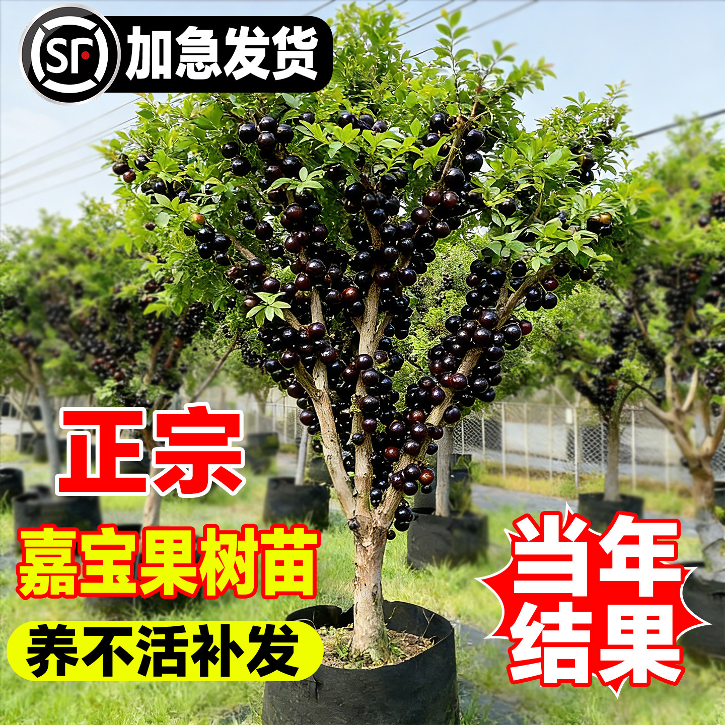 正宗嘉宝果树苗特大嫁接当年结果