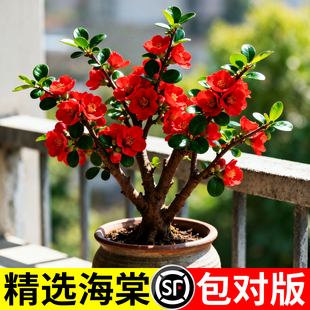 长寿冠海棠花盆栽室内阳台庭院花园西府海棠盆景垂丝海棠花卉植物