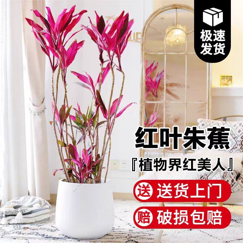 红叶朱蕉盆栽大型室内植物办公室客厅落地式喜庆乔迁除甲醛好养,鲜花速递/花卉仿真/绿植园艺,大型绿植/成品组合盆栽,淘宝优惠券,粉丝福利购,淘宝优惠卷