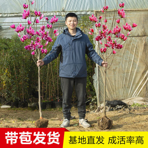 玉兰花树苗庭院室外春季开花