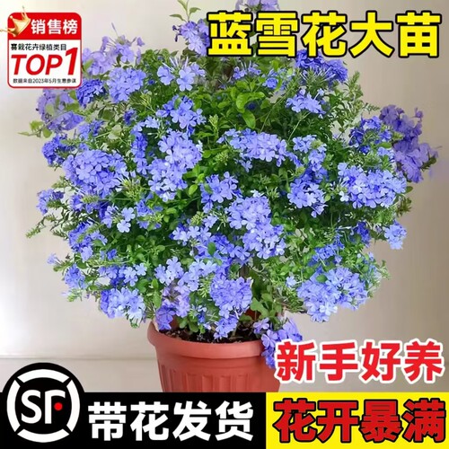 蓝雪花草本花卉室内室外四季开花