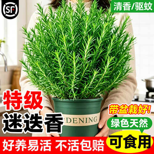 迷迭香盆栽可食用驱蚊室内植物