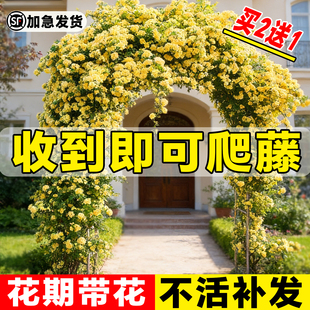 重瓣黄木香爬藤老桩特大苗爬墙花卉植物庭院阳台红白木香树苗盆栽