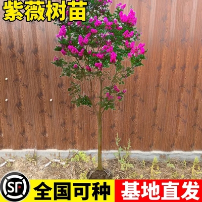 紫薇花树苗庭院室外多季开花