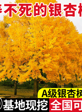 银杏树活苗庭院老桩街道大树绿化苗木行道树金叶银杏树南北方种植