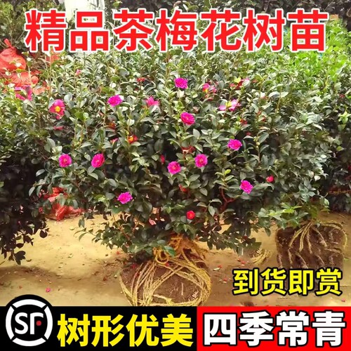 茶梅木本植物室内外春秋