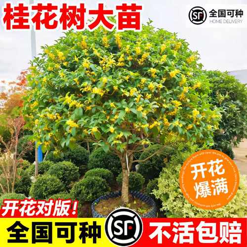 四季常青浓香桂花树苗地栽盆栽