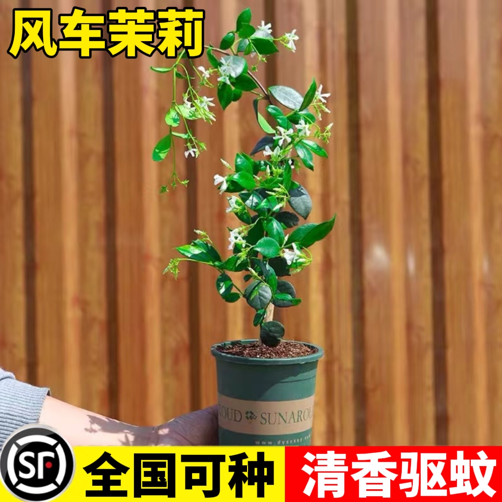 风车茉莉花爬藤植物盆栽室内室外耐寒长藤四季庭院攀藤蔓围墙大苗