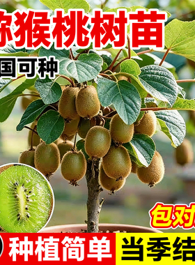 猕猴桃树果苗雌雄同株猕猴桃苗徐香嫁接南北方种植庭院四季可种植