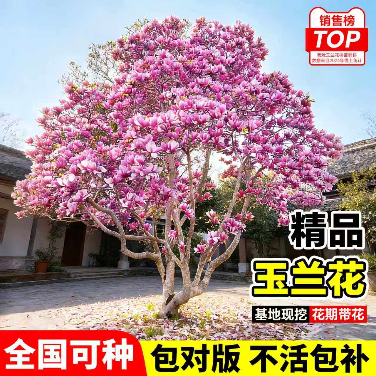 玉兰花树苗带花苞红白紫玉兰树室外矮化庭院四季花卉盆栽绿化大树,鲜花速递/花卉仿真/绿植园艺,行道树/乔木,淘宝优惠券,粉丝福利购,淘宝优惠卷