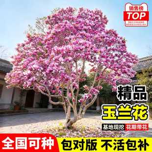 玉兰花树苗带花苞红白紫玉兰树室外矮化庭院四季花卉盆栽绿化大树