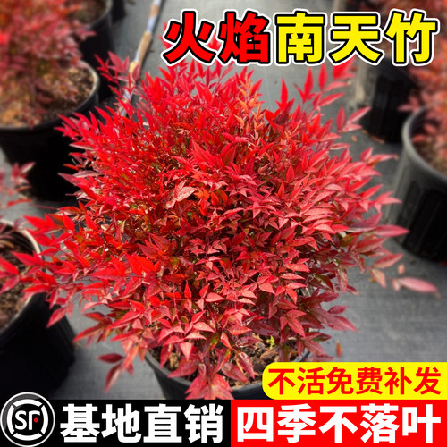 火焰南天竹树苗庭院四季绿植