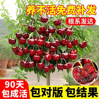 嫁接樱桃树苗南方北方种植盆栽