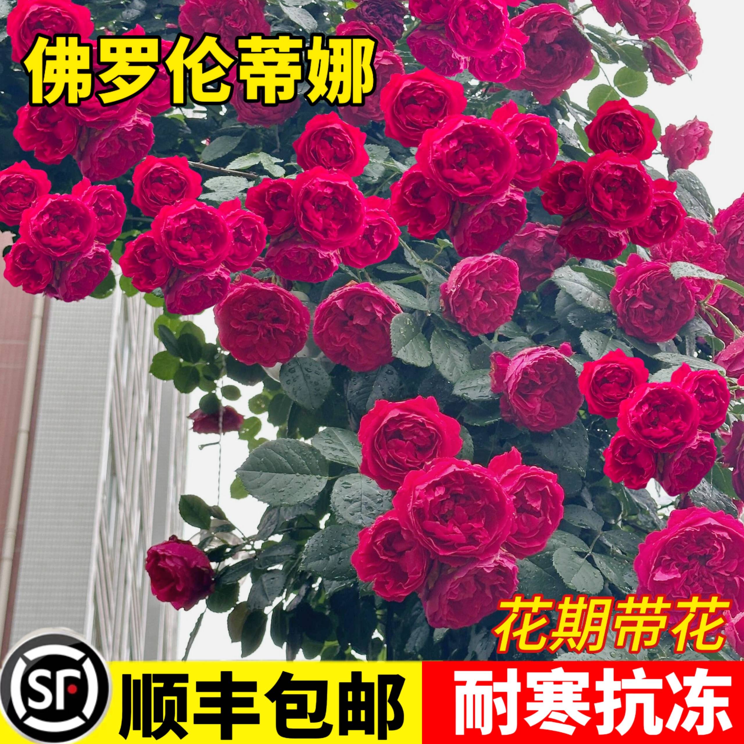 爬藤月季四季开花爬墙植物