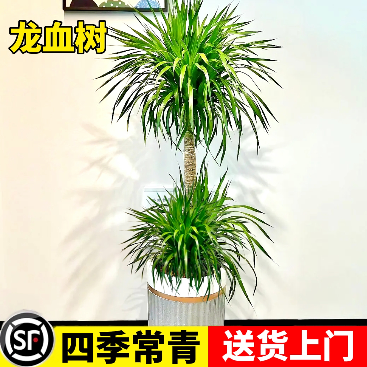 龙须树盆栽客厅大型绿植