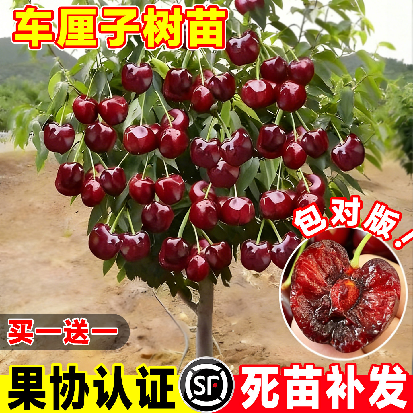 车厘子树苗嫁接果树大樱桃苗南方北方地盆栽矮化耐寒可食用黑珍珠,鲜花速递/花卉仿真/绿植园艺,果树,淘宝优惠券,粉丝福利购,淘宝优惠卷