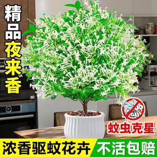 夜来香花树苗浓香型花卉室内九里香盆栽庭院驱蚊植物老桩多季开花