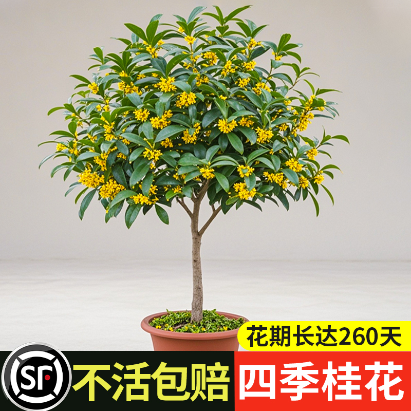 四季桂木本花卉四季开花