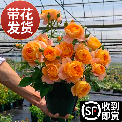 果汁阳台四季开花灌木月季