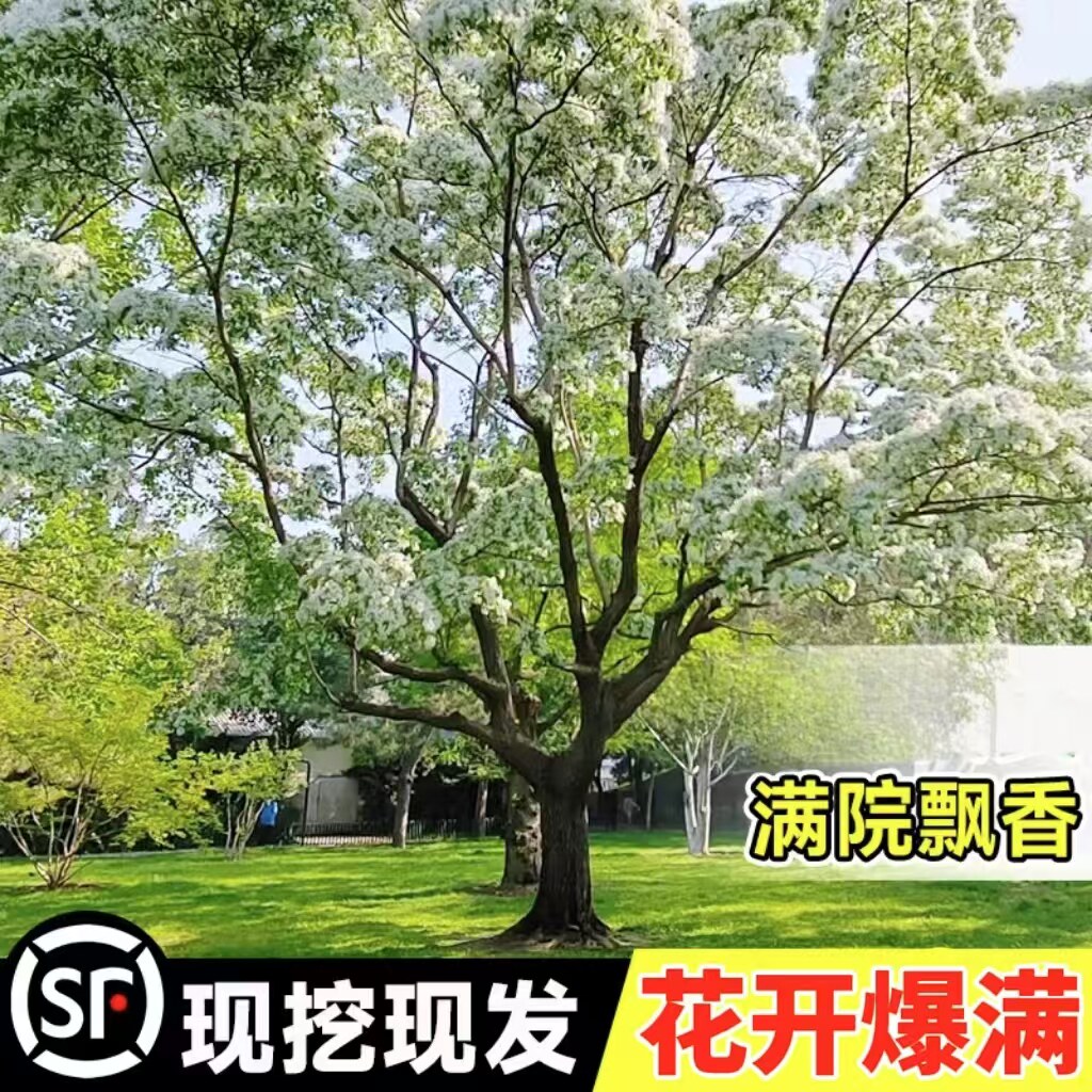 流苏树流苏花庭院行道盆栽地栽大型耐寒绿化风景树嫁接南北方种植,鲜花速递/花卉仿真/绿植园艺,行道树/乔木,淘宝优惠券,粉丝福利购,淘宝优惠卷