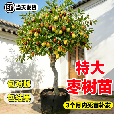 耐寒枣树苗当年结果南北可种