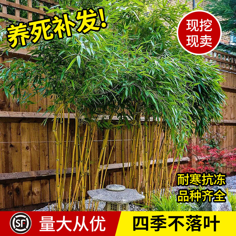 竹子苗庭院植物四季常青