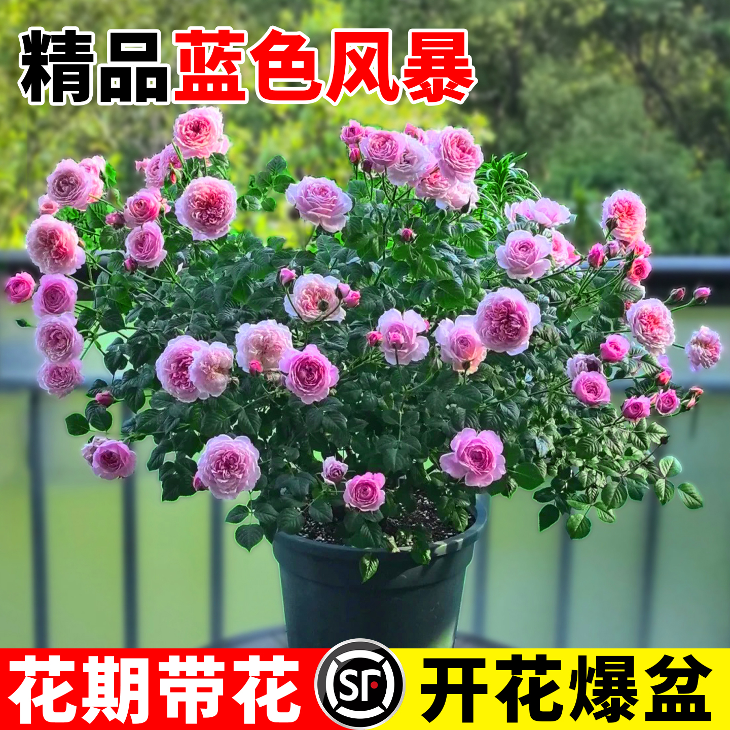 艾莎月季花苗大花盆栽浓香