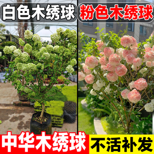 中华木绣球粉色木本绣球树苗大花斗球别墅阳台庭院盆栽花卉风景树