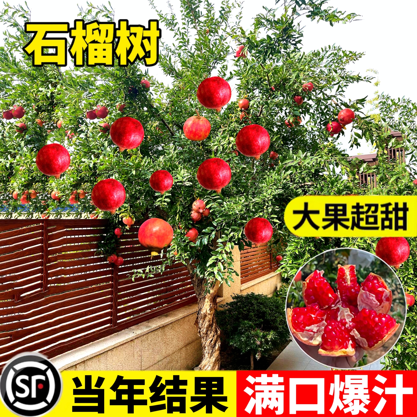 石榴树树苗嫁接石榴苗盆栽庭院