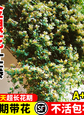 金银花树苗可食用药红色五彩老桩浓香型花卉盆栽阳台庭院爬藤植物