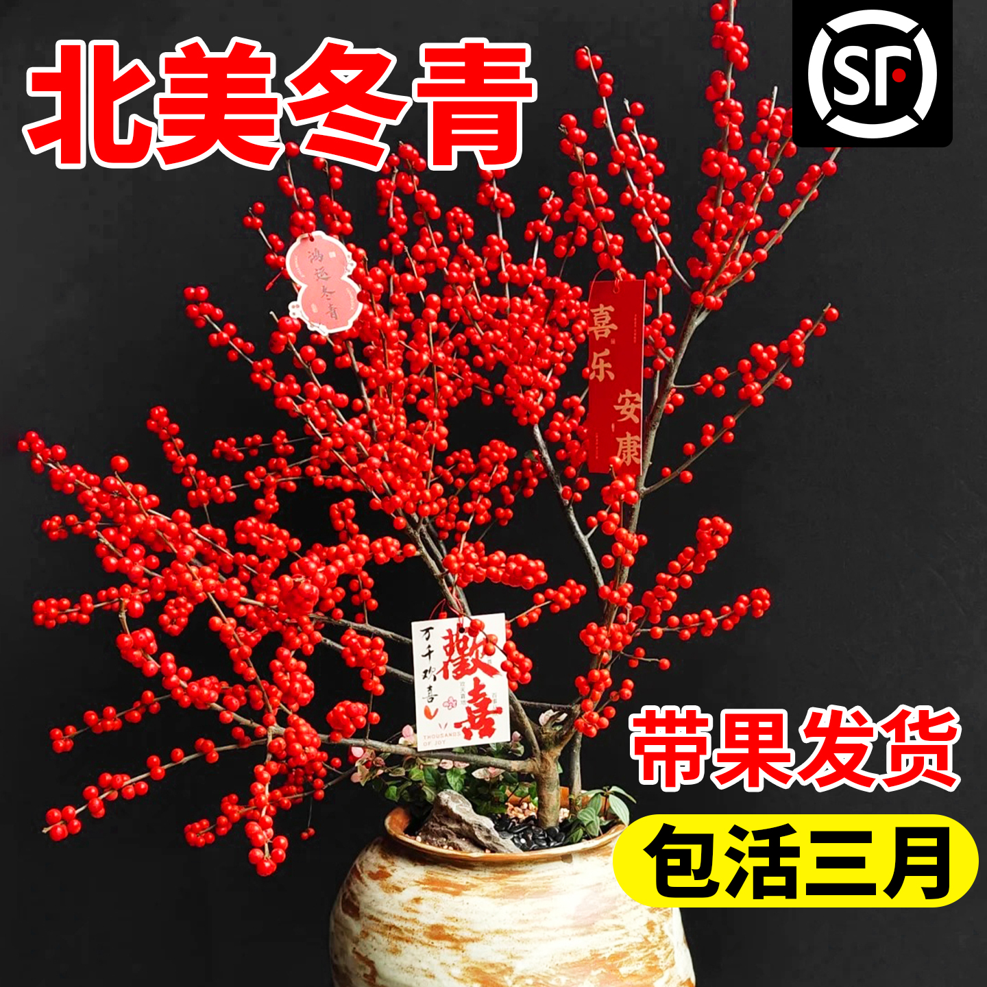 北美冬青盆栽树苗带果公树