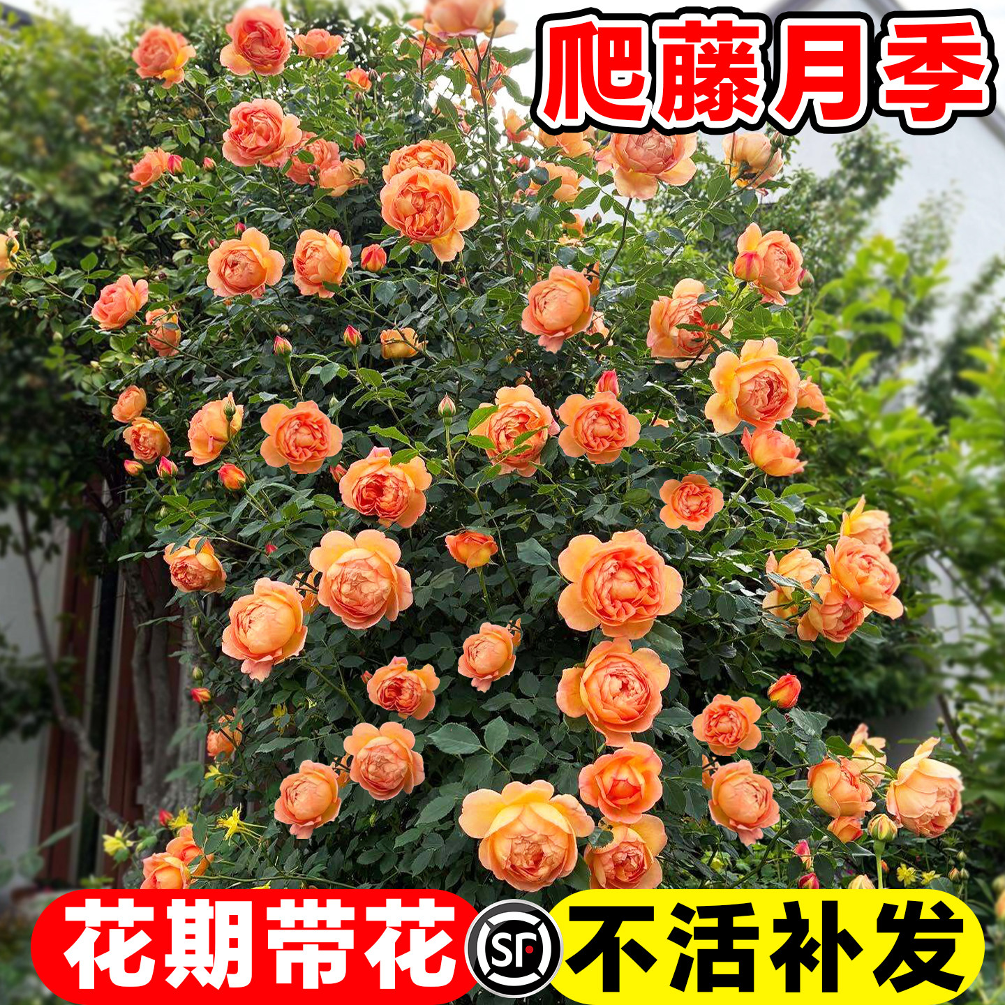 藤本月季特大花苗浓香庭院蔷薇花苗爬藤植物花卉盆栽玫瑰多季开花,鲜花速递/花卉仿真/绿植园艺,月季/蔷薇/玫瑰,淘宝优惠券,粉丝福利购,淘宝优惠卷