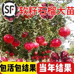 石榴树树苗突尼斯软籽无籽蒙阳红石榴盆栽庭院水果树特大带土果苗
